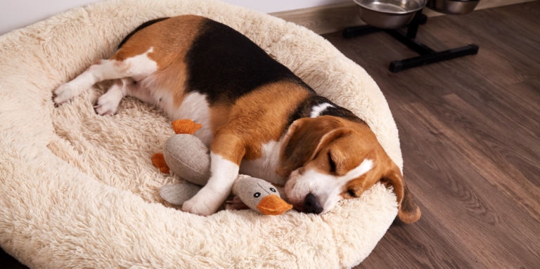 Washing Pet Bedding
